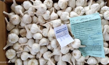 लहसुन के बडे भावो से किसानों में खुशी की लहरें, पिपलोदा मंडी में मिल रहे है भरपूर भाव , 18500 प्रतिक्विंटल बिकी देसी लहसुन