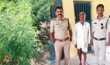 मक्का और तुवर की फसल के बीच उगा रखी थी नशे की खेती,धराया