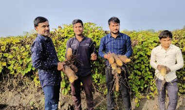 स्वाद के शौकीनों की पहली पसंद गराडु, बढ़ती ठंड के साथ मौसम के राजा गराडु की मांग बड़ी जिले सहित अन्य राज्यो में भी है मांग