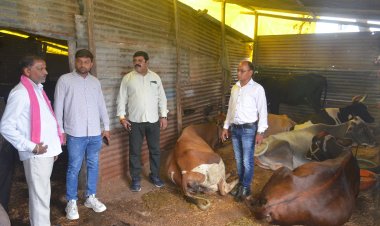 मवेशी मालिकों को अंतिम समझाईश दी, अगले हफ्ते से अब तबेले तोड़ेगा निगम