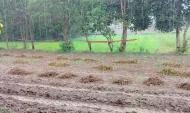 बारिश से सोयाबीन की फसल हो गई खराब, किसानों को दाम नहीं मिलने डर