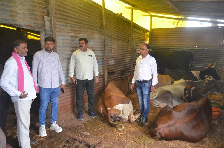 मवेशी मालिकों को अंतिम समझाईश दी, अगले हफ्ते से अब तबेले तोड़ेगा निगम