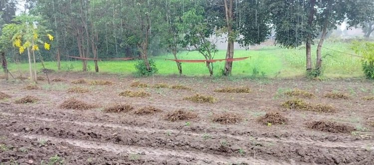 बारिश से सोयाबीन की फसल हो गई खराब, किसानों को दाम नहीं मिलने डर