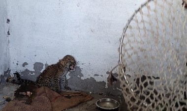 रतलाम : बाजना के गढीगमना में मिला तेंदुए का बच्चा,कुएं में गिरा था,ग्रामीणों ने किया रेस्क्यू,वन अधिकारियो को सौंपा